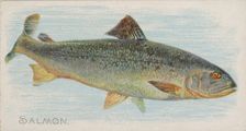 Salmon, from the Fish from American Waters series (N8) for Allen & Ginter Cigarettes Brands, 1889. Creator: Allen & Ginter