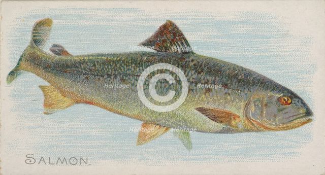 Salmon, from the Fish from American Waters series (N8) for Allen & Ginter Cigarettes Brands, 1889. Creator: Allen & Ginter.