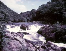 Salmon leap at Cenarth, Carmarthen, c1955. Creator: Arthur Charles Kirby Ware