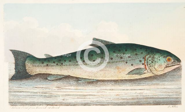 Salmon Trout from Berwick on Tweed, from A Treatise on Fish and Fish-ponds, pub. 1832 