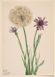 Salsify (Tragopogon porrifolius), 1921. Creator: Mary Vaux Walcott