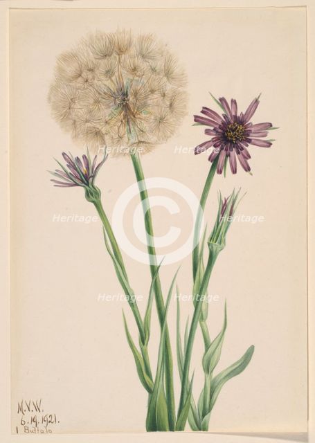 Salsify (Tragopogon porrifolius), 1921. Creator: Mary Vaux Walcott.
