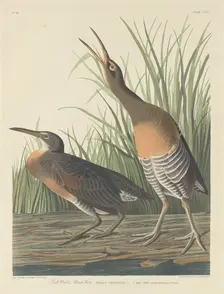 Salt Water Marsh Hen, 1834. Creator: Robert Havell