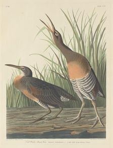 Salt Water Marsh Hen, 1834. Creator: Robert Havell