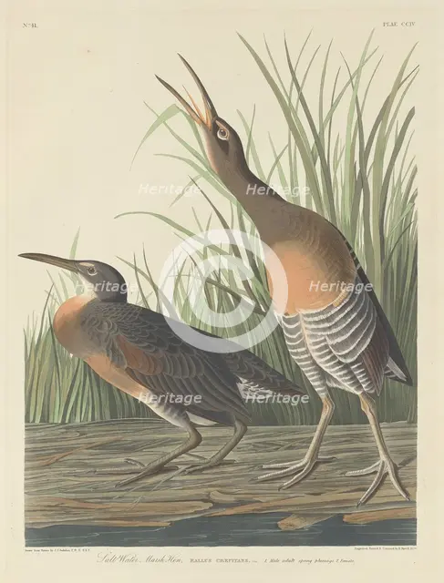 Salt Water Marsh Hen, 1834. Creator: Robert Havell.