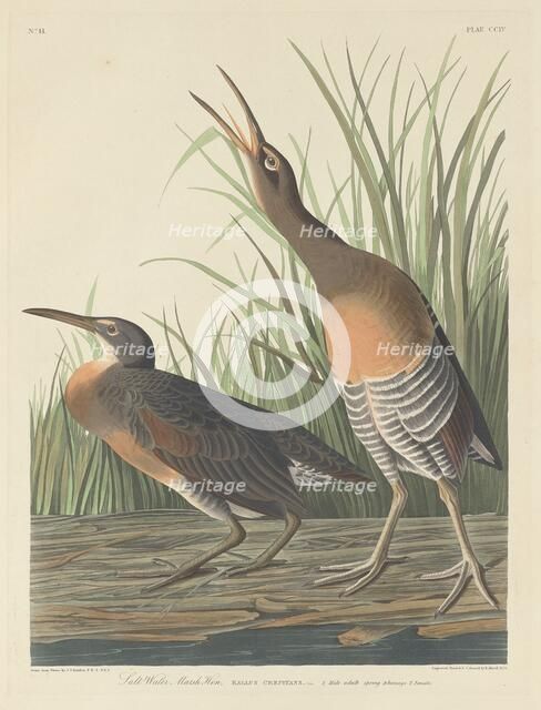 Salt Water Marsh Hen, 1834. Creator: Robert Havell.