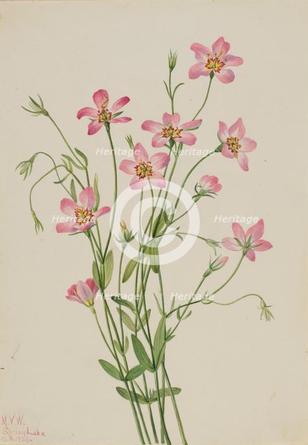 Saltmarsh Rosegentian (Sabbatia stellaris), 1926. Creator: Mary Vaux Walcott.