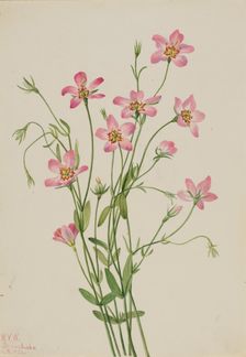 Saltmarsh Rosegentian (Sabbatia stellaris), 1926. Creator: Mary Vaux Walcott