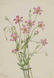 Saltmarsh Rosegentian (Sabbatia stellaris), 1926. Creator: Mary Vaux Walcott