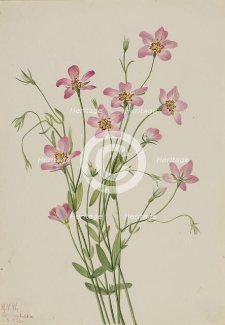 Saltmarsh Rosegentian (Sabbatia stellaris), 1926. Creator: Mary Vaux Walcott.