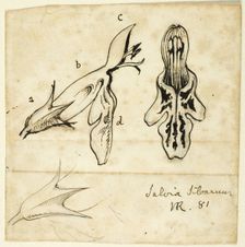 Salvia Silvarum, 1881. Creator: John Ruskin