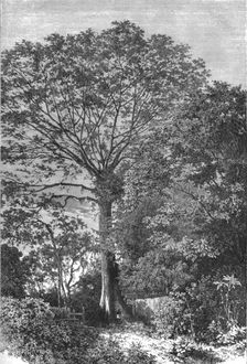 'Samauma Tree of the Amazonian Forests; Indian-Rubber Groves of the Amazons 1875. Creator: Unknown