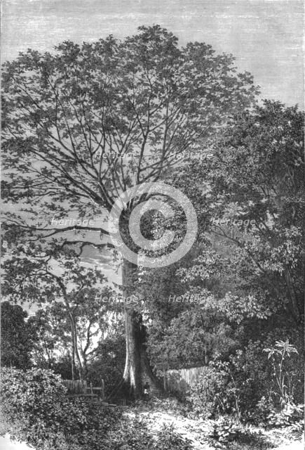 ''Samauma Tree of the Amazonian Forests; Indian-Rubber Groves of the Amazons', 1875. Creator: Unknown.