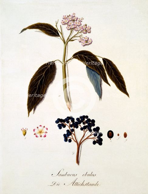 Sambucus Ebulus, 1803-1805.