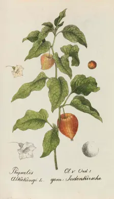 Sammlung von Schweizer Pflanzen , 1825-1846. Creator: Hegetschweiler, Johannes Jacob (1789-1839)