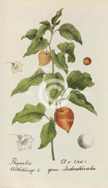Sammlung von Schweizer Pflanzen , 1825-1846. Creator: Hegetschweiler, Johannes Jacob (1789-1839).