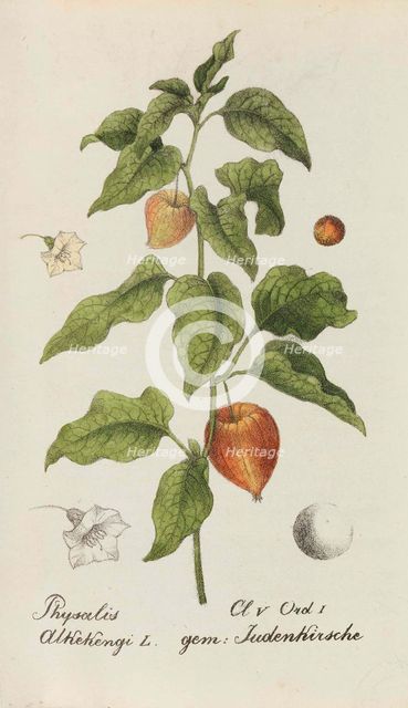 Sammlung von Schweizer Pflanzen , 1825-1846. Creator: Hegetschweiler, Johannes Jacob (1789-1839).
