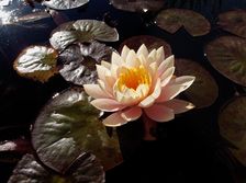 San Juan Capistrano. Creator: Tom Artin