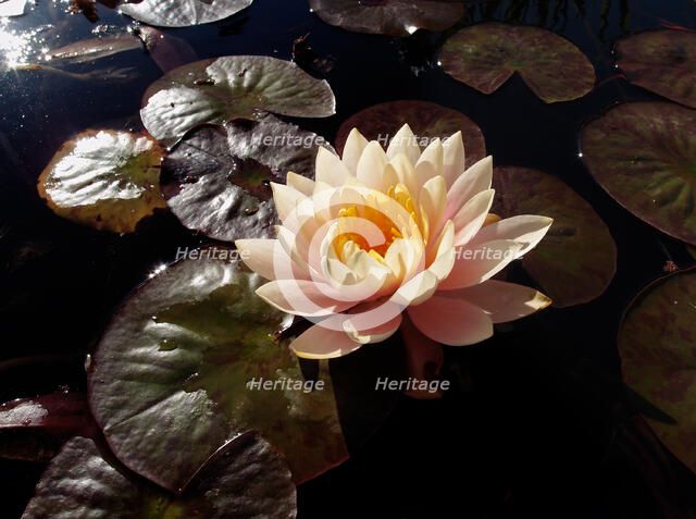 San Juan Capistrano. Creator: Tom Artin.