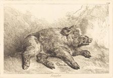 Sanglier (Wild Boar Lying Down, Head to the Right). Creator: Jacques Philippe Le Bas