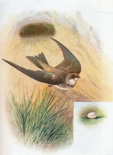 Sand-Martin - Cot'ile ripa'ria c1910, (1910). Artist: George James Rankin