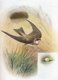 Sand-Martin - Cot'ile ripa'ria c1910, (1910). Artist: George James Rankin