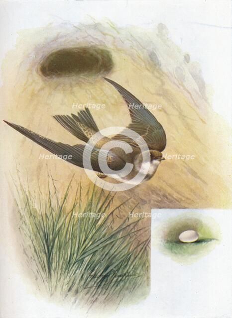 'Sand-Martin - Cot'ile ripa'ria', c1910, (1910). Artist: George James Rankin.