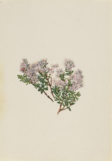 Sand Myrtle (Leiophyllum lyoni), ca. 1930s. Creator: Mary Vaux Walcott