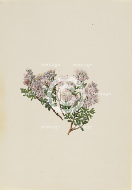 Sand Myrtle (Leiophyllum lyoni), ca. 1930s. Creator: Mary Vaux Walcott.