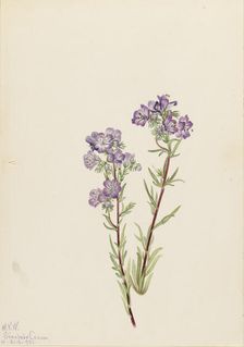 Sand Phacelia (Phacelia linearis), 1923. Creator: Mary Vaux Walcott