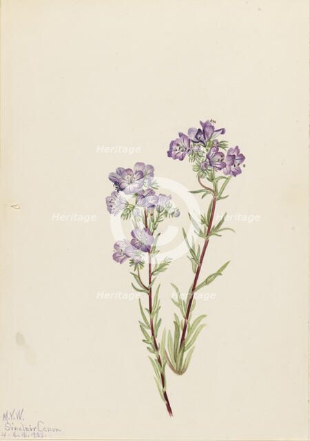 Sand Phacelia (Phacelia linearis), 1923. Creator: Mary Vaux Walcott.