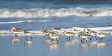 Sanderling Relay. Creator: Eve Turek