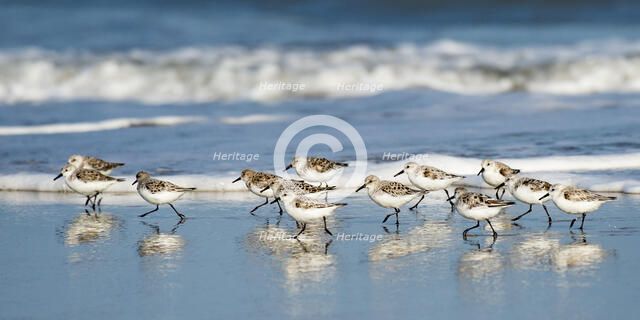 Sanderling Relay. Creator: Eve Turek.