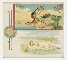 Sandpiper, from the Game Birds series (N40) for Allen & Ginter Cigarettes, 1888-90. Creator: Allen & Ginter