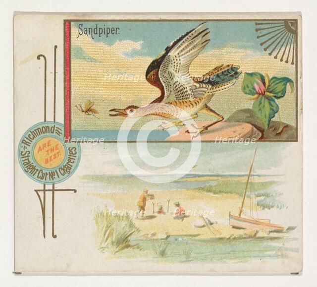 Sandpiper, from the Game Birds series (N40) for Allen & Ginter Cigarettes, 1888-90. Creator: Allen & Ginter.