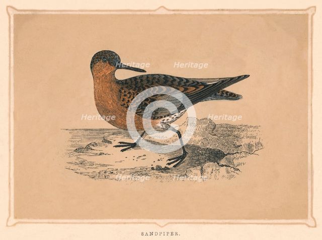'Sandpiper', (Scolopacidae), c1850, (1856). Artist: Unknown.
