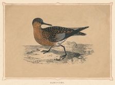 Sandpiper (Scolopacidae), c1850, (1856)