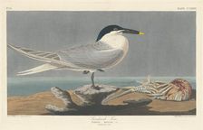 Sandwich Tern, 1835. Creator: Robert Havell
