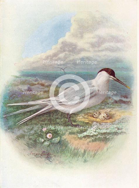 'Sandwich Tern - Stern'a canti'aca', c1910, (1910). Artist: George James Rankin.