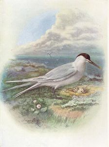 Sandwich Tern - Stern'a canti'aca c1910, (1910). Artist: George James Rankin