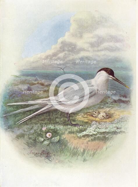 'Sandwich Tern - Stern'a canti'aca', c1910, (1910). Artist: George James Rankin.