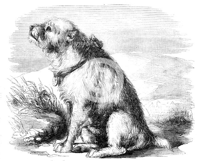 "Sandy", from the Crimea, the Dog of the Sappers and Miners, 1856.  Creator: Unknown.