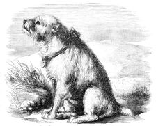 "Sandy", from the Crimea, the Dog of the Sappers and Miners, 1856. Creator: Unknown