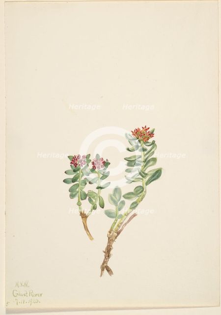 Sanifoiga adscendeus, 1920. Creator: Mary Vaux Walcott.