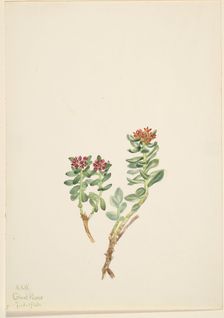 Sanifoiga adscendeus, 1920. Creator: Mary Vaux Walcott