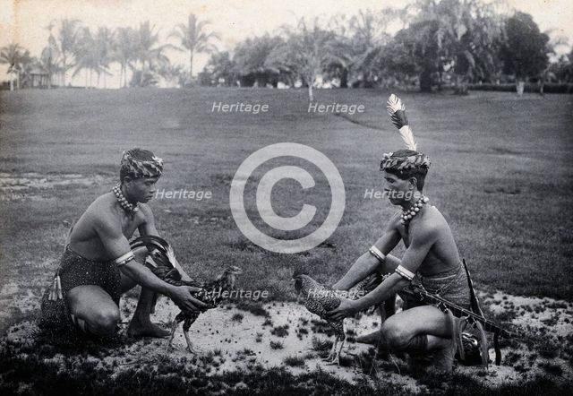 Sarawak: two Sea Dayaks at a cockfight, c1900. Creator: Unknown.