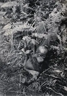 Sarawak: a baby orang-utan (Simia satyrus), c1900. Creator: Unknown