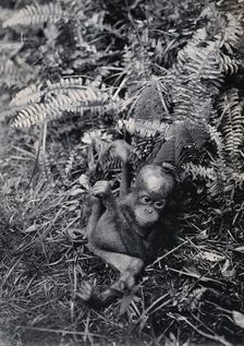 Sarawak: a baby orang-utan (Simia satyrus), c1900. Creator: Unknown