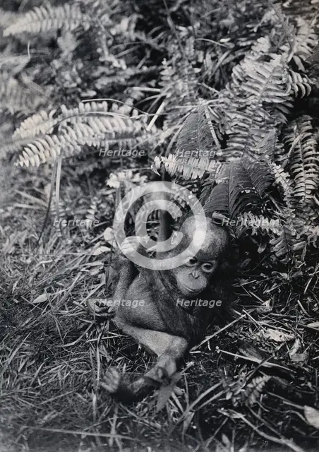 Sarawak: a baby orang-utan (Simia satyrus), c1900. Creator: Unknown.