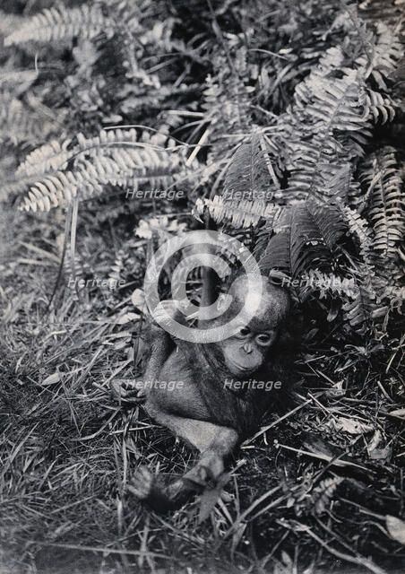 Sarawak: a baby orang-utan (Simia satyrus), c1900. Creator: Unknown.